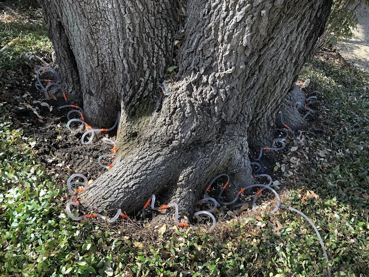 Detailed Tree Cabling and Bracing job site in Farrell